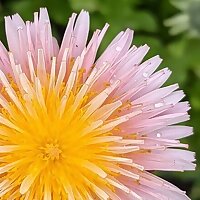 Pink Dandelion